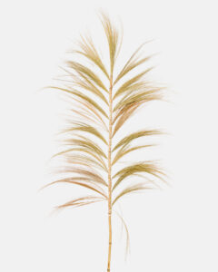 Decorative Pampas Grass - Abaca Feathers - Image 2
